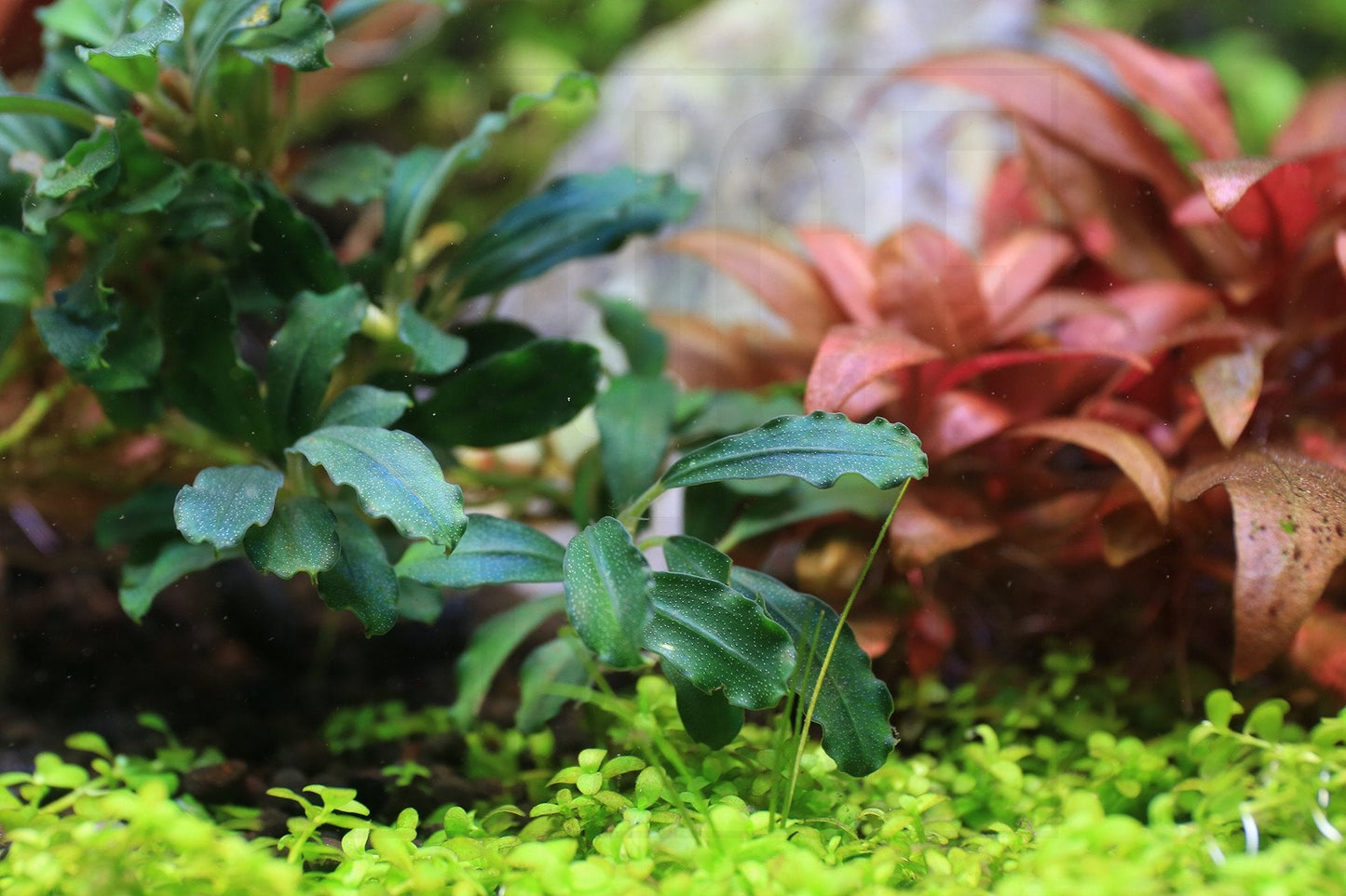 Bucephalandra Sexy Pink