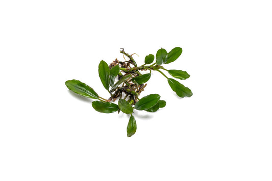 Bucephalandra Thick Brown