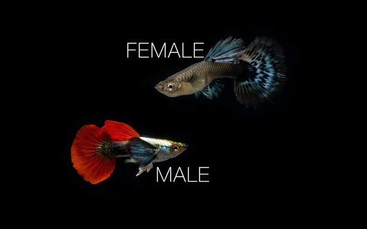 Dumbo Redtail Guppies - Breeding Pair