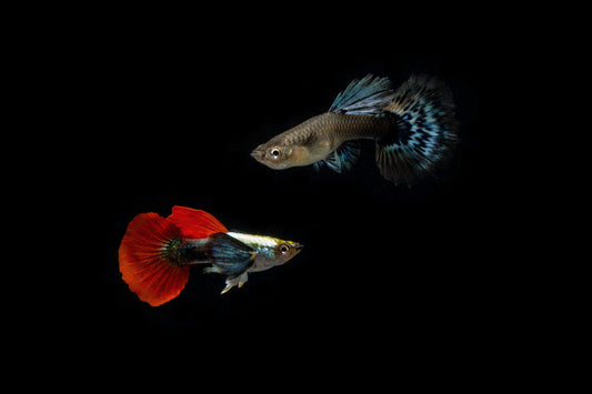 Dumbo Redtail Guppies - Breeding Pair