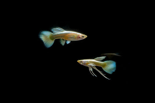 Full Gold Guppies - Breeding Pair