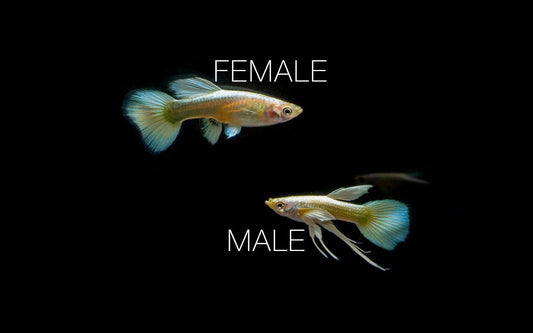 Full Gold Guppies - Breeding Pair
