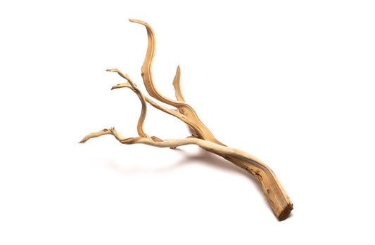 Ghost Wood