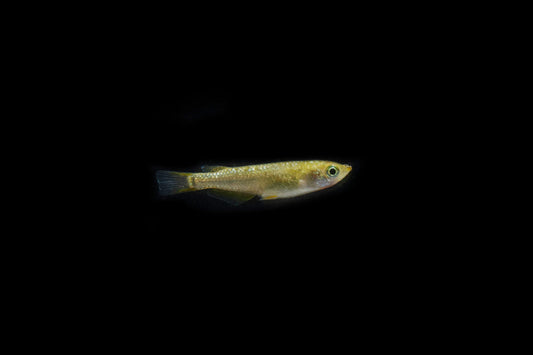 Gold Lame Medaka Rice Fish