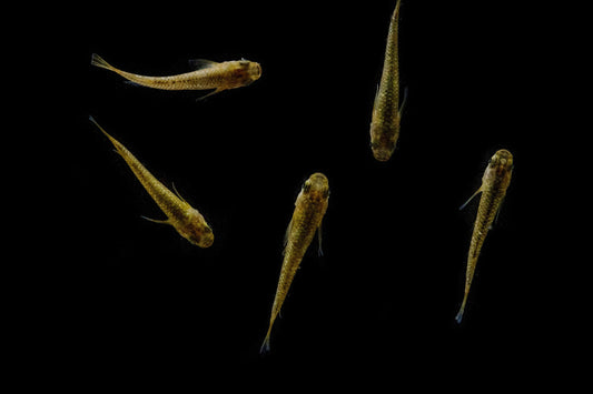 Gold Lame Medaka Rice Fish