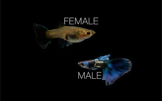 Green Metal Lace Guppies - Breeding Pair
