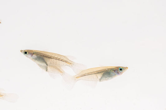 Javanese Medaka Rice Fish