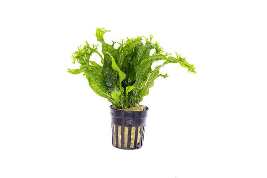 Java Fern 'Windelov'