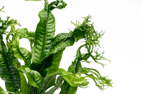 Java Fern 'Windelov'