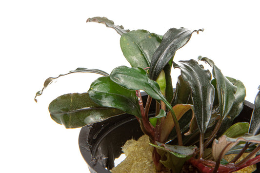 Bucephalandra Kedagang Round