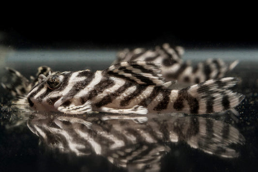 King Tiger Pleco