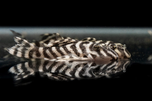King Tiger Pleco