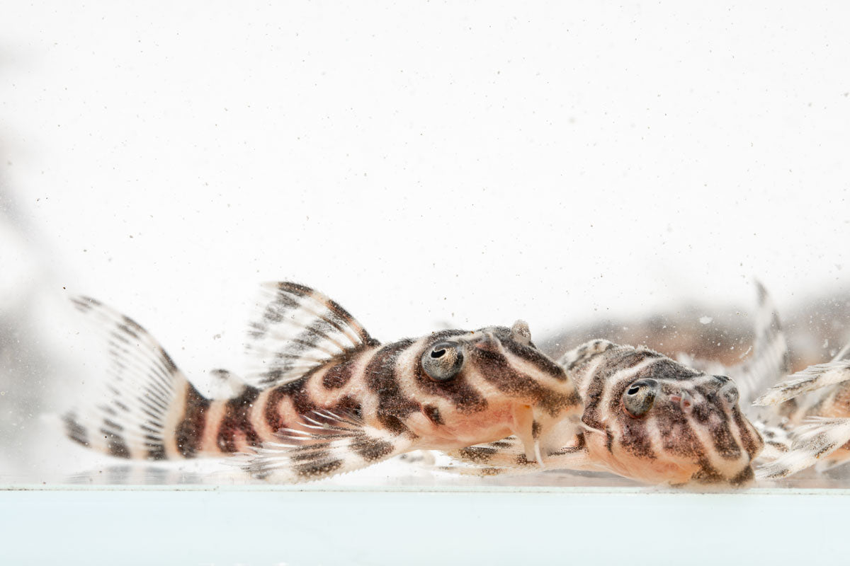 King Tiger Pleco