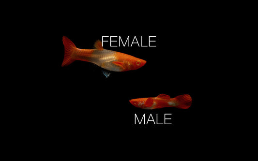 Koi Red Ear Guppies - Breeding Pair