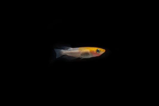 Komachi Medaka Rice Fish