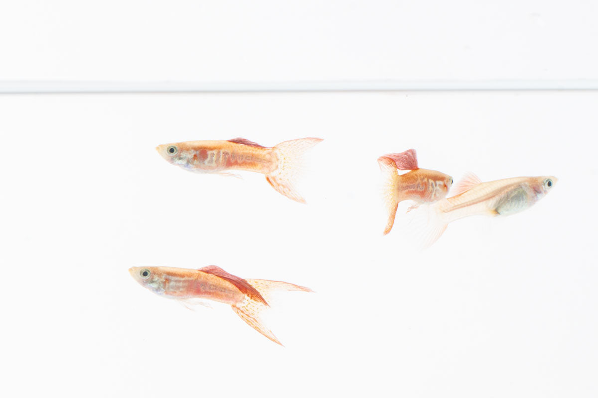 Lace Double Sword Guppies