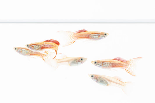 Lace Double Sword Guppies