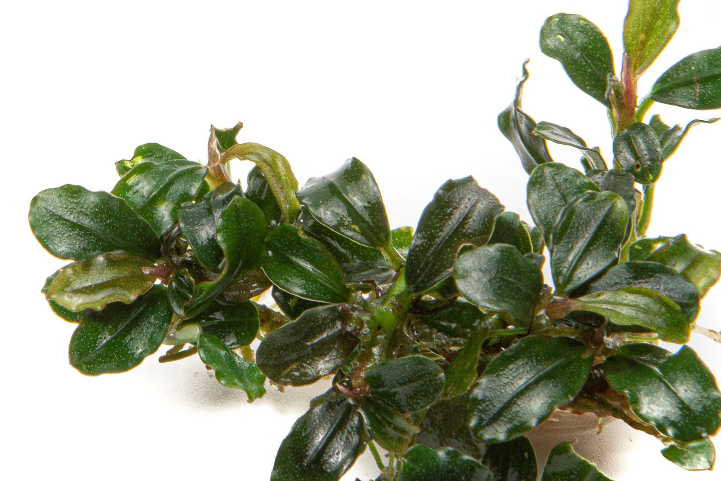 Bucephalandra Lamandau Mini Purple