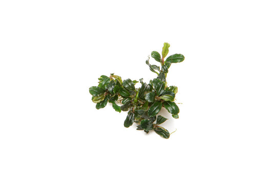 Bucephalandra Lamandau Mini Purple