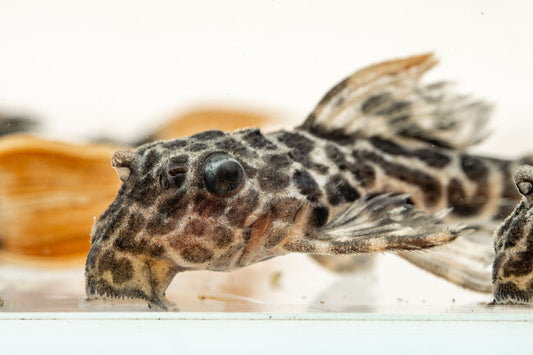 Leopard Cactus Pleco
