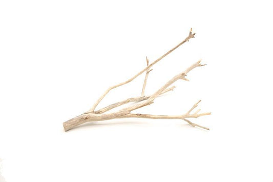 Manzanita Driftwood