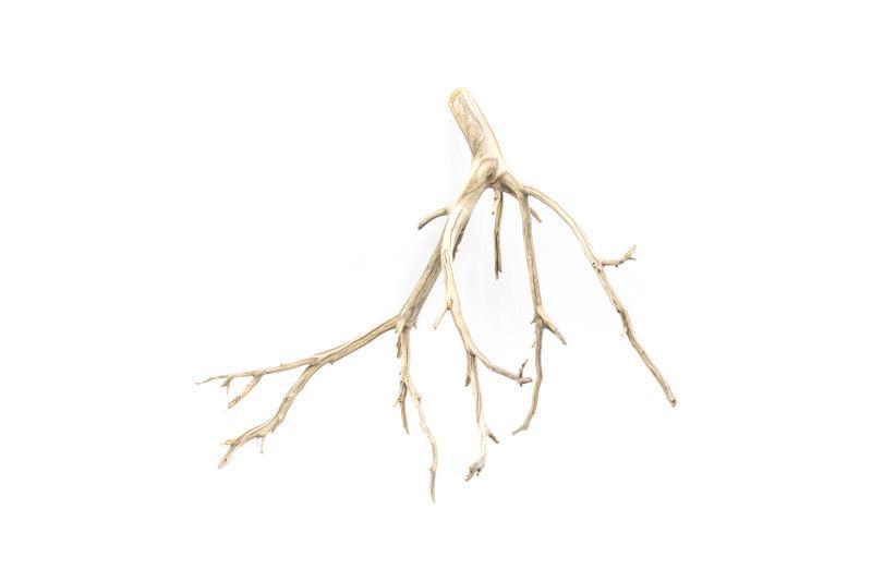 Manzanita Driftwood