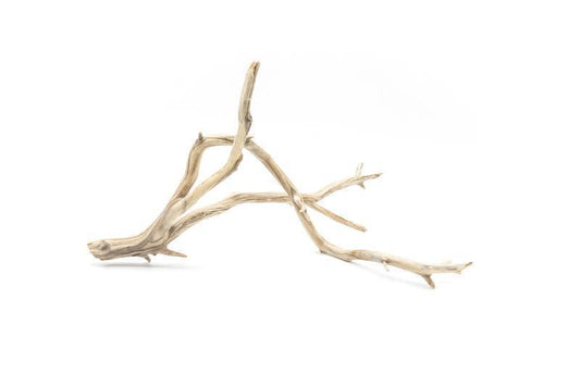 Manzanita Driftwood