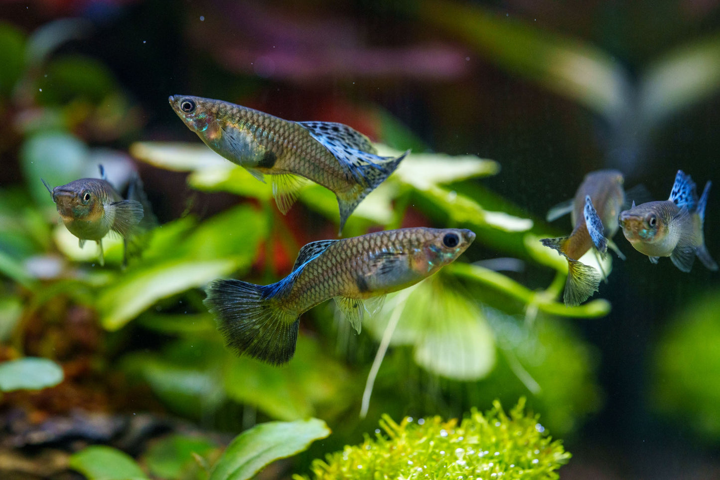 Metal Snakeskin Blue Grass Guppies