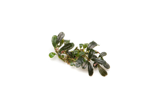 Bucephalandra Mini Coin