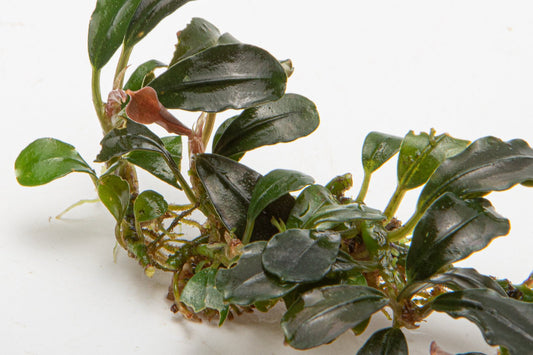 Bucephalandra Mini Coin