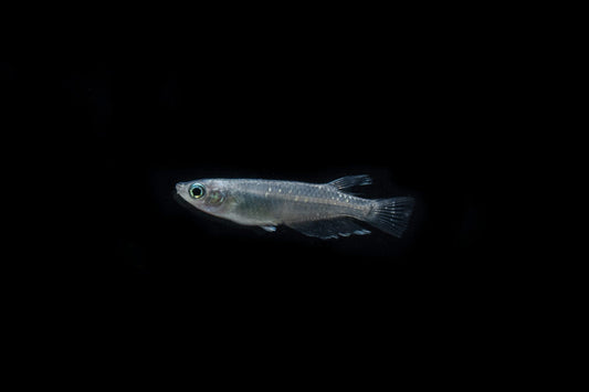 Miyuki Black Medaka Rice Fish