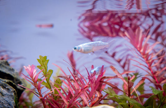 Oryzias Sp Galaxy Medaka Rice Fish