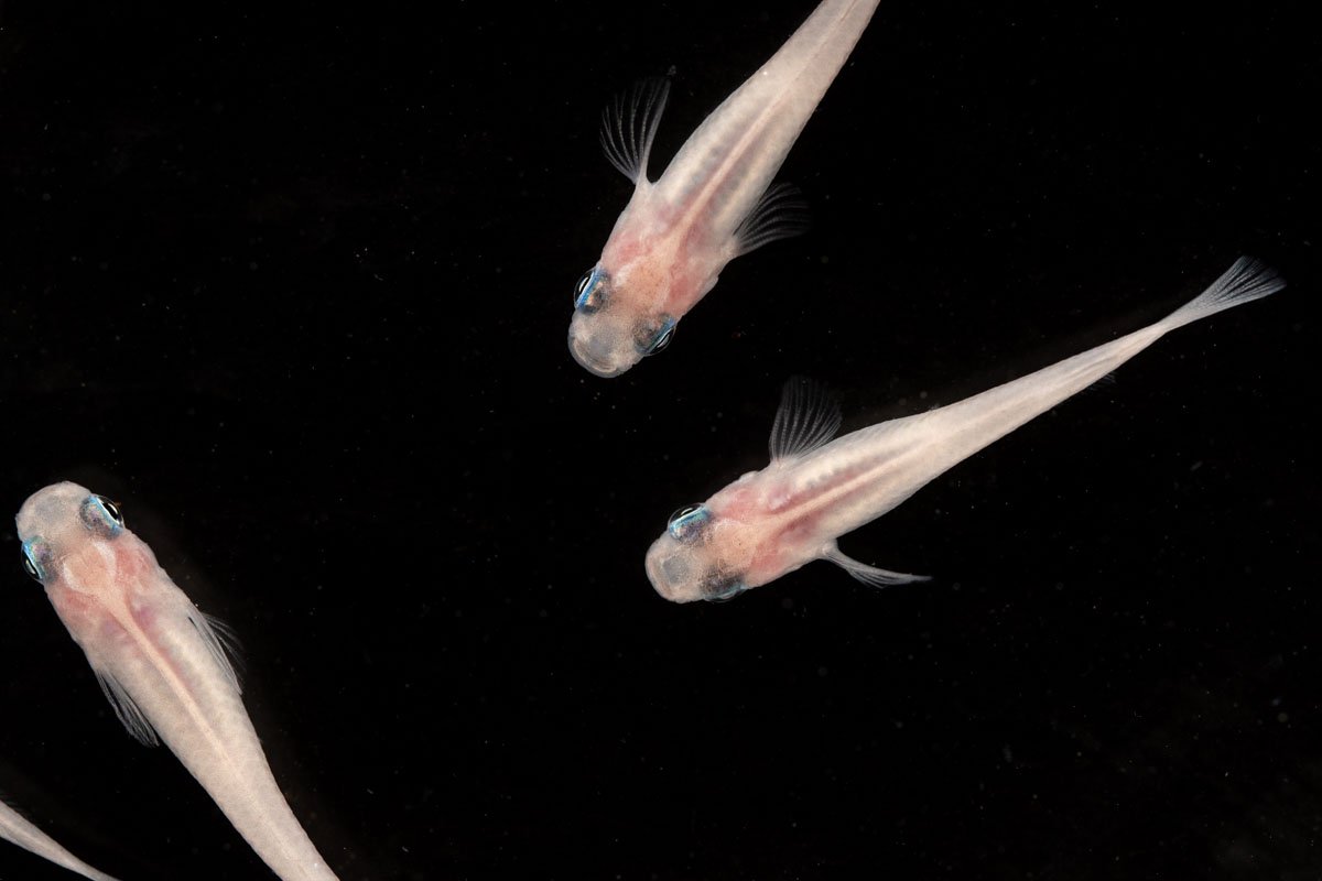 Oryzias Sp Galaxy Medaka Rice Fish