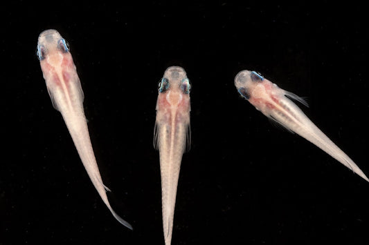 Oryzias Sp Galaxy Medaka Rice Fish