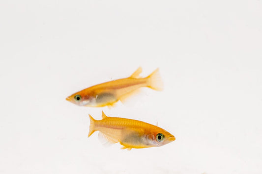 Oryzias Sp Pink Medaka Rice Fish
