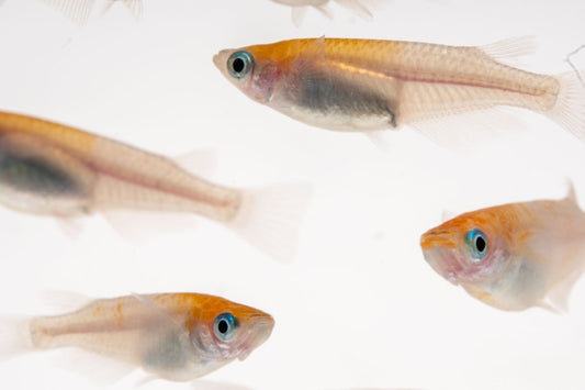 Oryzias Sp Red Cap Medaka Rice Fish