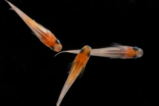 Oryzias Sp Red Cap Medaka Rice Fish