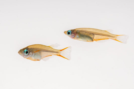 Oryzias Sp Woworae Medaka Rice Fish
