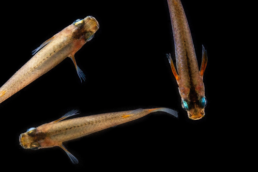 Oryzias Sp Woworae Medaka Rice Fish