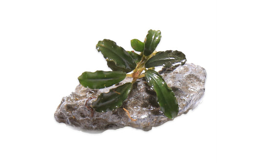 Bucephalandra Rainbow Frost
