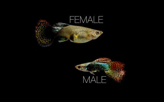 Red Dragon Guppies - Breeding Pair