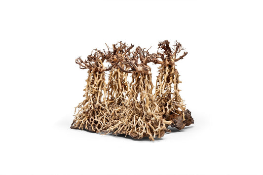 UNS Bonsai 003