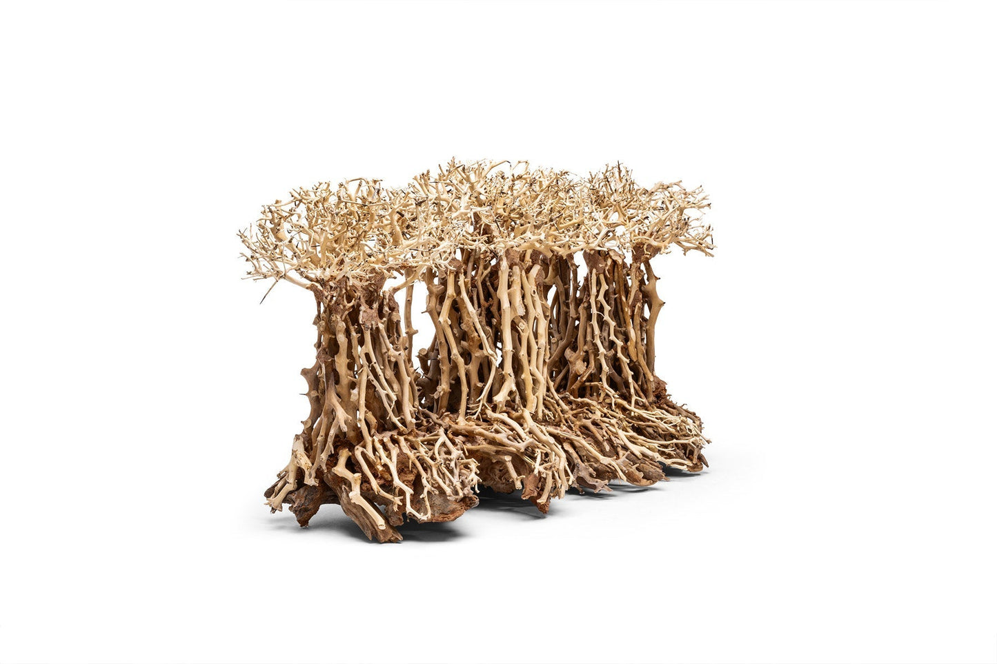 UNS Bonsai 005