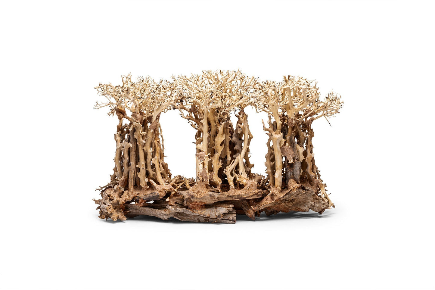 UNS Bonsai 005