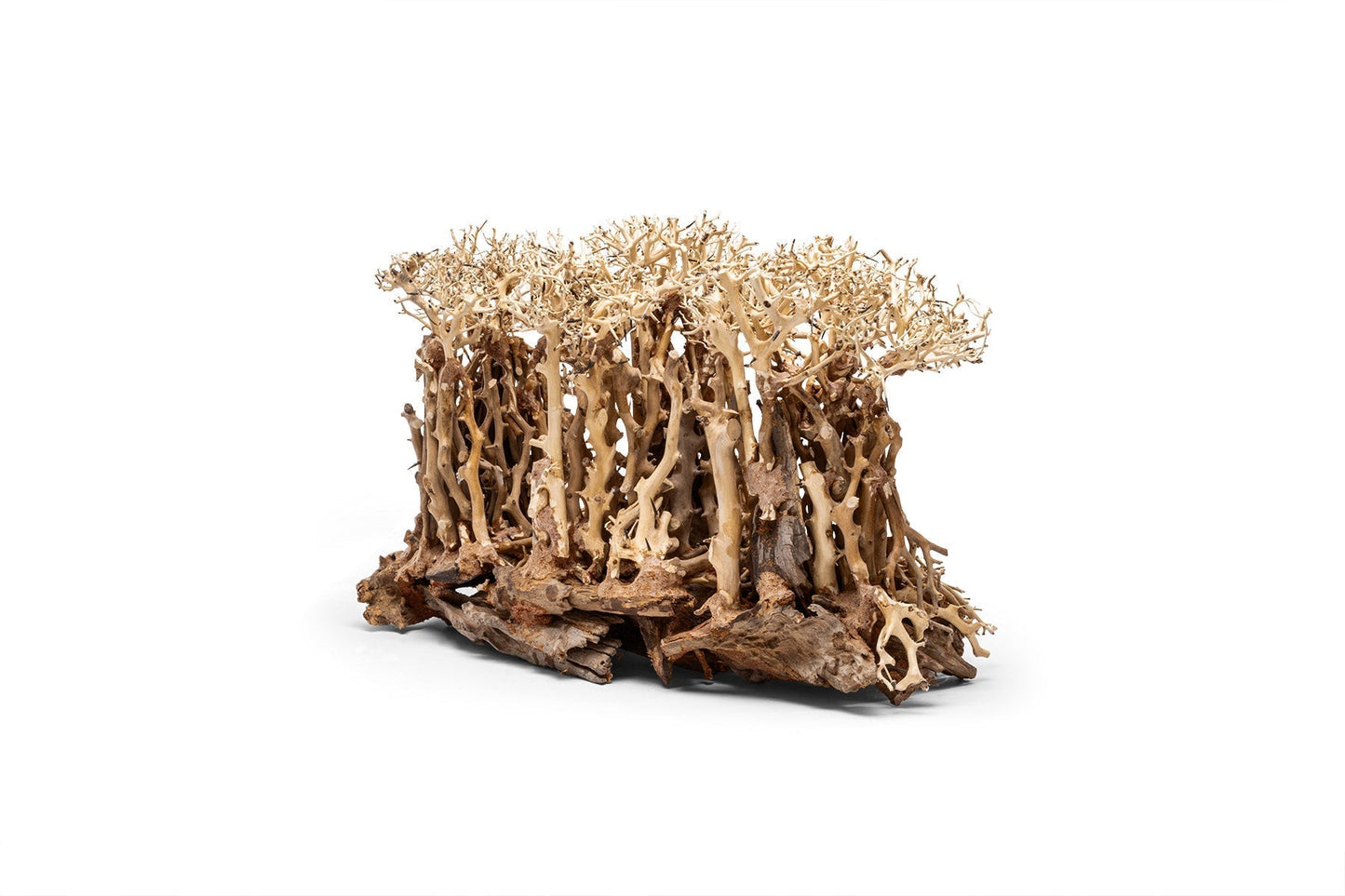 UNS Bonsai 005