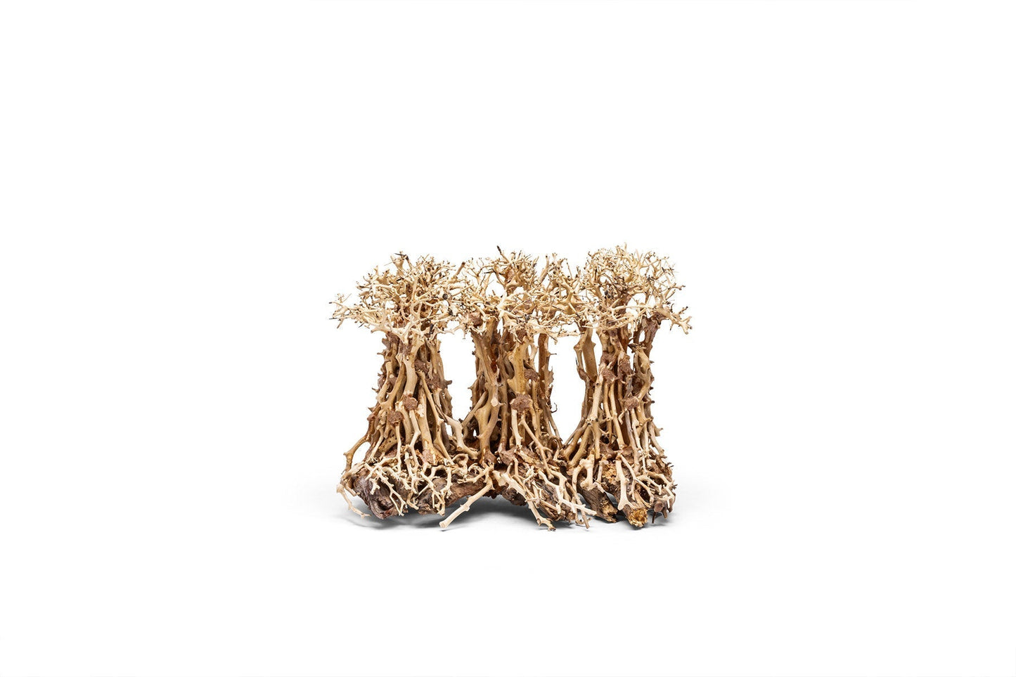 UNS Bonsai 005