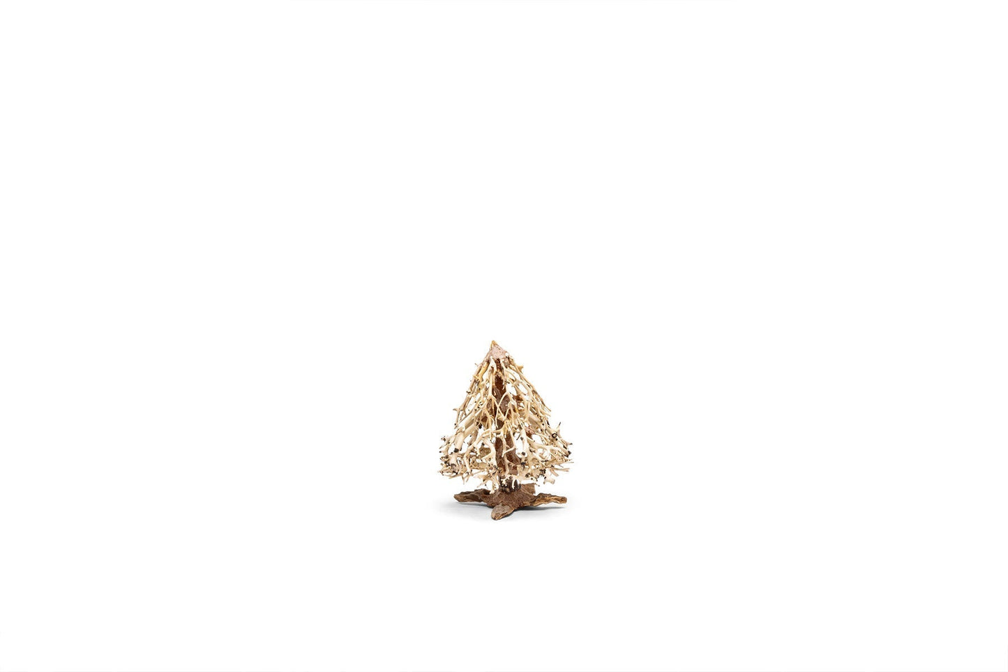 UNS Bonsai 009