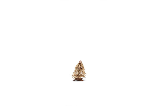 UNS Bonsai 009