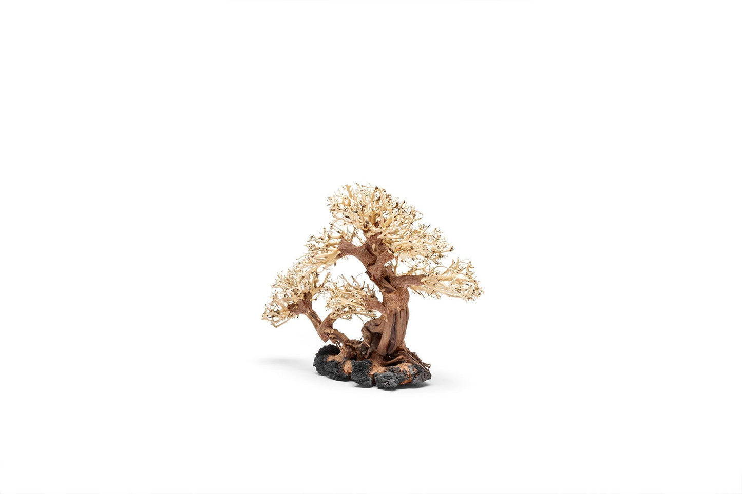 UNS Bonsai 011