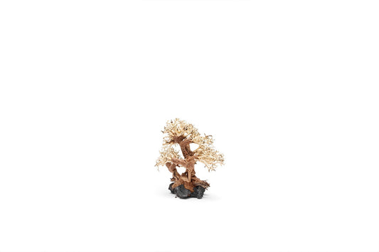 UNS Bonsai 011